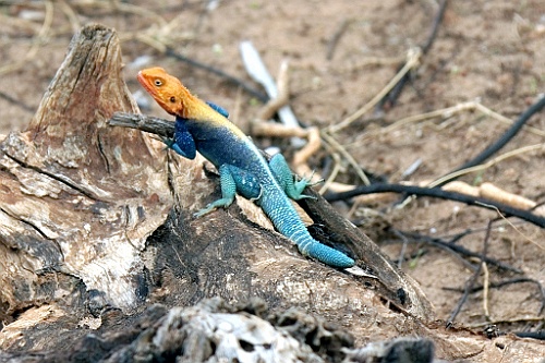 Kenia (366)